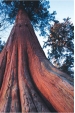 Obrázok pre Vonné tyčinky Tulasi Cédrové drevo