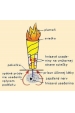 Obrázok pre Čakrové telové sviečky - Solar Plexus